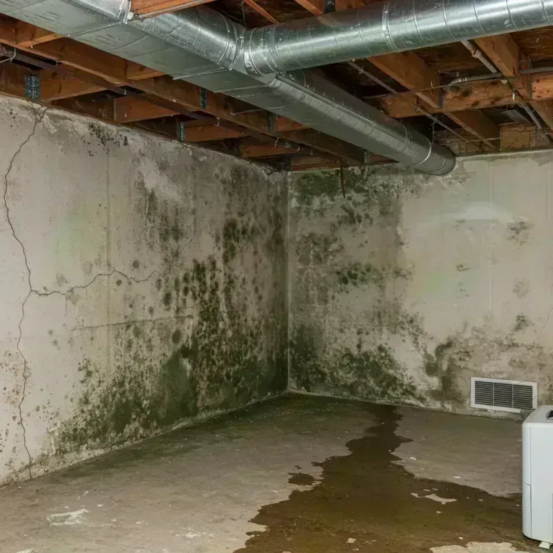 Professional Mold Removal in Atwood, IL